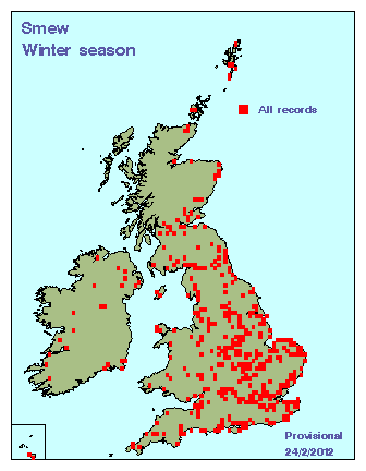 smew_winter_britirel_24022012.gif