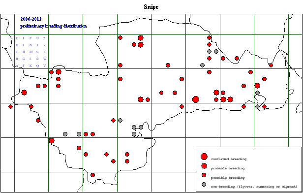 snipe_20062012_breeding_.gif