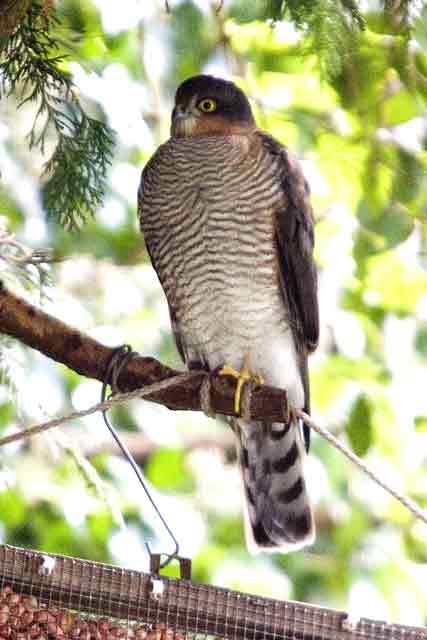 sparrowhawk_ballinamult_oct2006.jpg