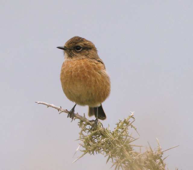 stonechat_fem_ramhd_24oct2007_img_0004ed.jpg