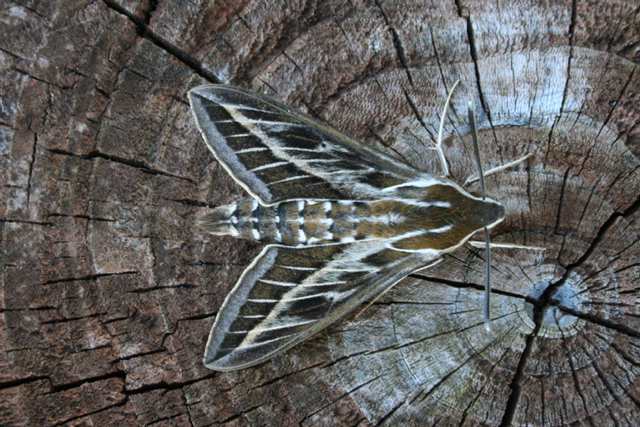 stripedhawkmoth_crookhaven_28aug2006_mikecoverdale_img_7826.jpg