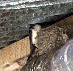 swallow_lismore_p1020182.jpeg