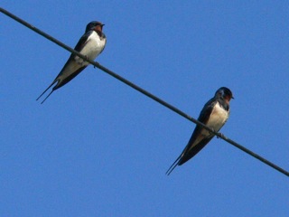 swallows_lismore_p1020077.jpeg
