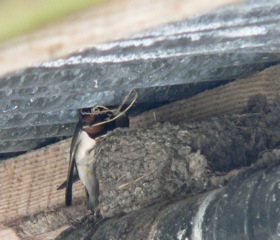 swallows_lismore_p1020168.jpeg