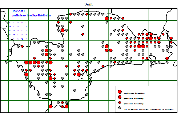 swift_20062012_breeding.gif