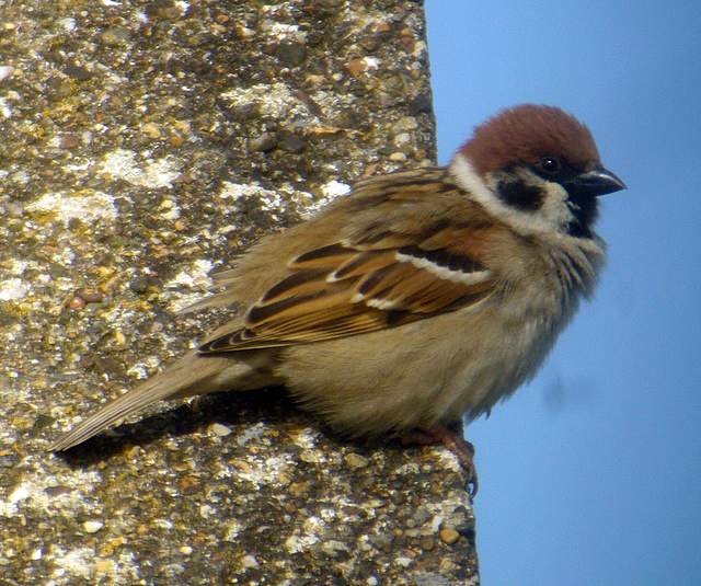 treesparrow_brownstownhd_27apr2008_p1130915.jpg