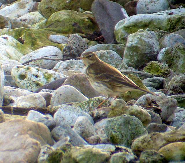 waterpipit_ballinclamper_26jan2008_p1130211.jpg