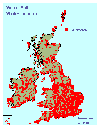 waterrail_winter_britirel_03032011.gif