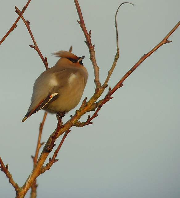 waxwing_tramore_22012011_snv36745.jpg
