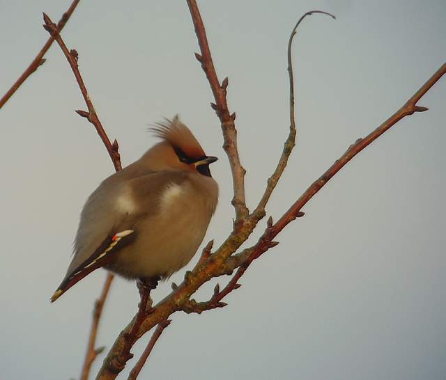 waxwing_tramore_22012011_snv36754.jpg