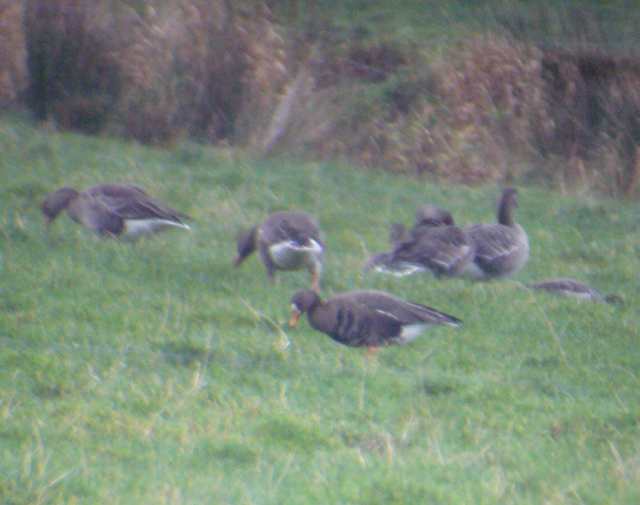 wfgoose_derrigal_15dec2007_p1120667.jpg