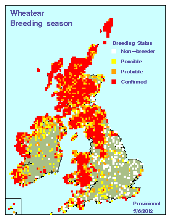 wheatear_breeding_britirel_05062012.gif