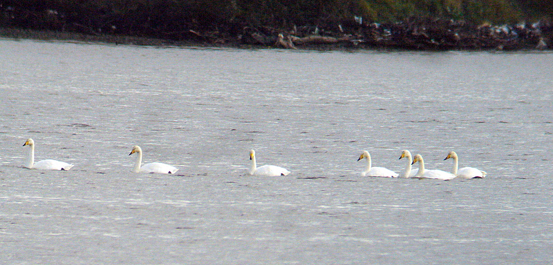 whooperswans_ballyneety_18112007_p1120344.jpg