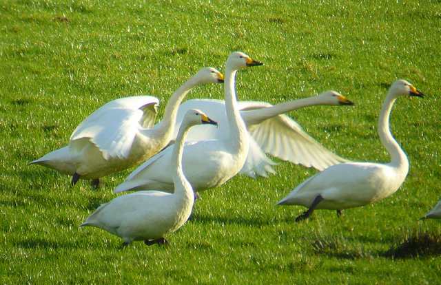 whooperswans_camphire_20jan2007.jpg