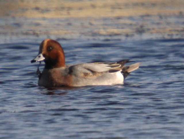 wigeon_tramore_7feb2009_img_0002_small.jpg