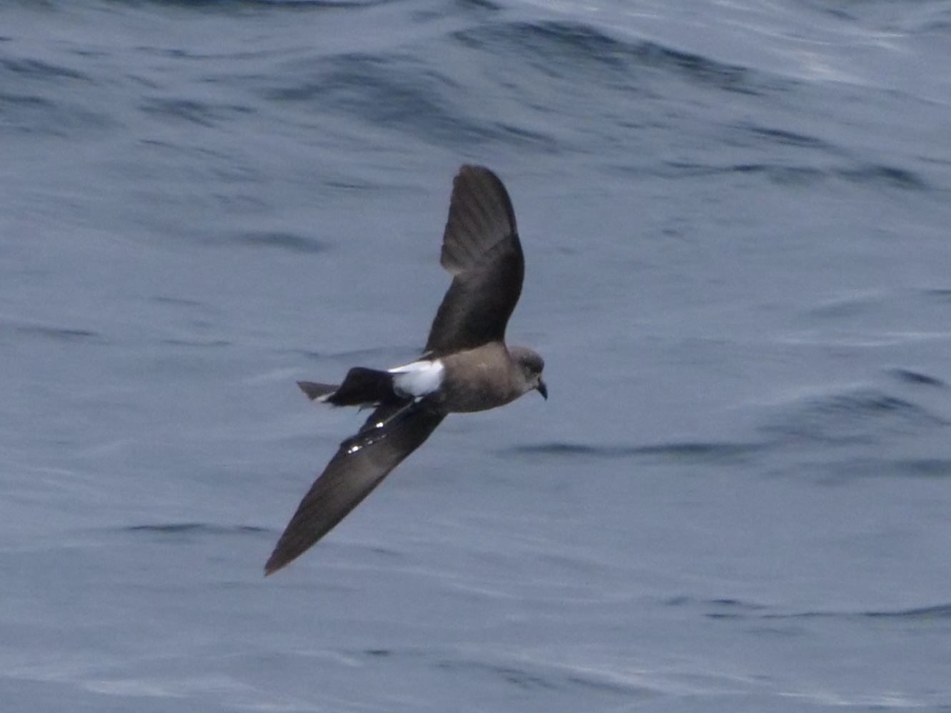 wilpe_10_pelagic_13082025_pmw.jpeg