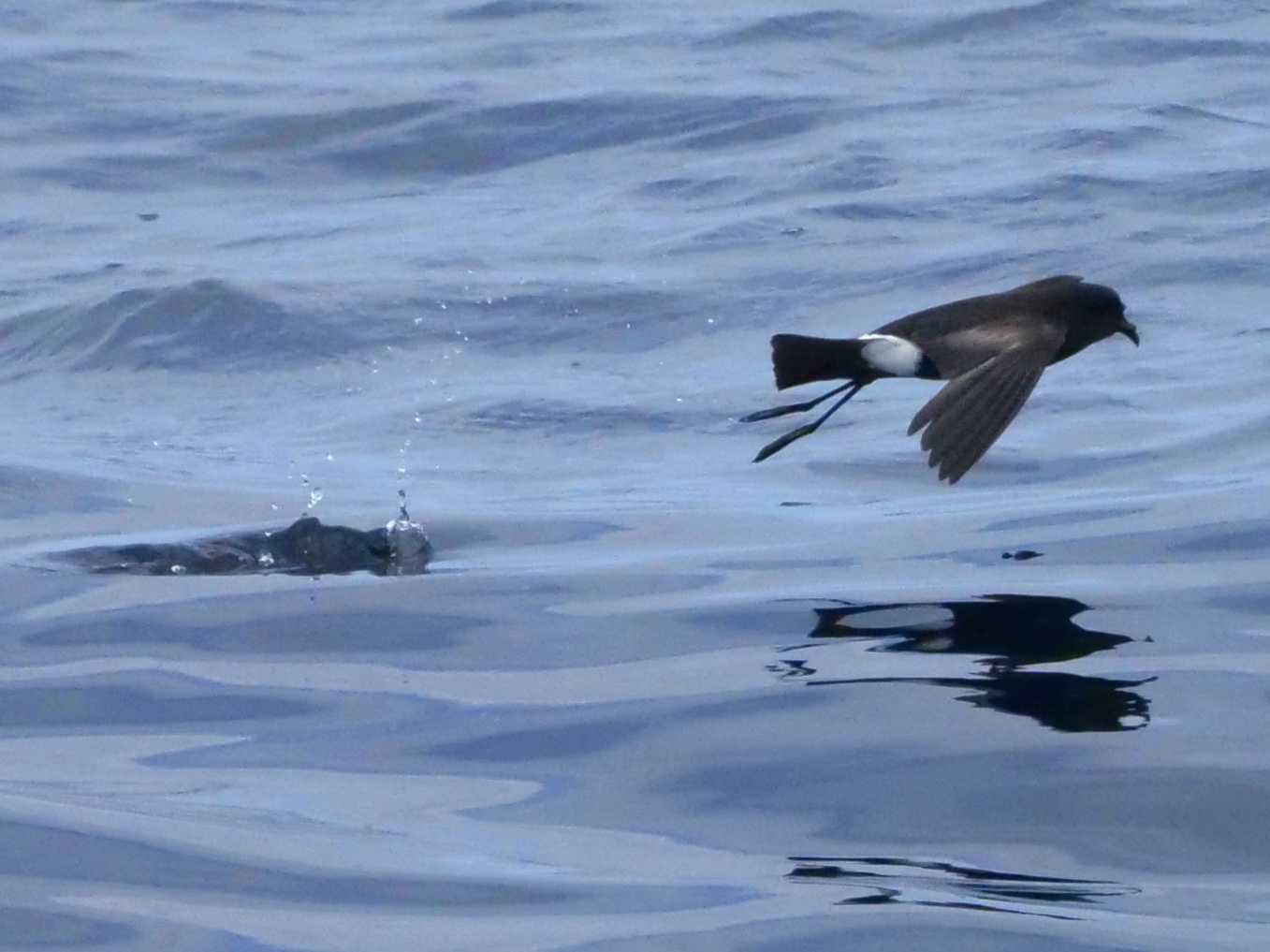 wilpe_11_pelagic_13082025_pmw.jpeg