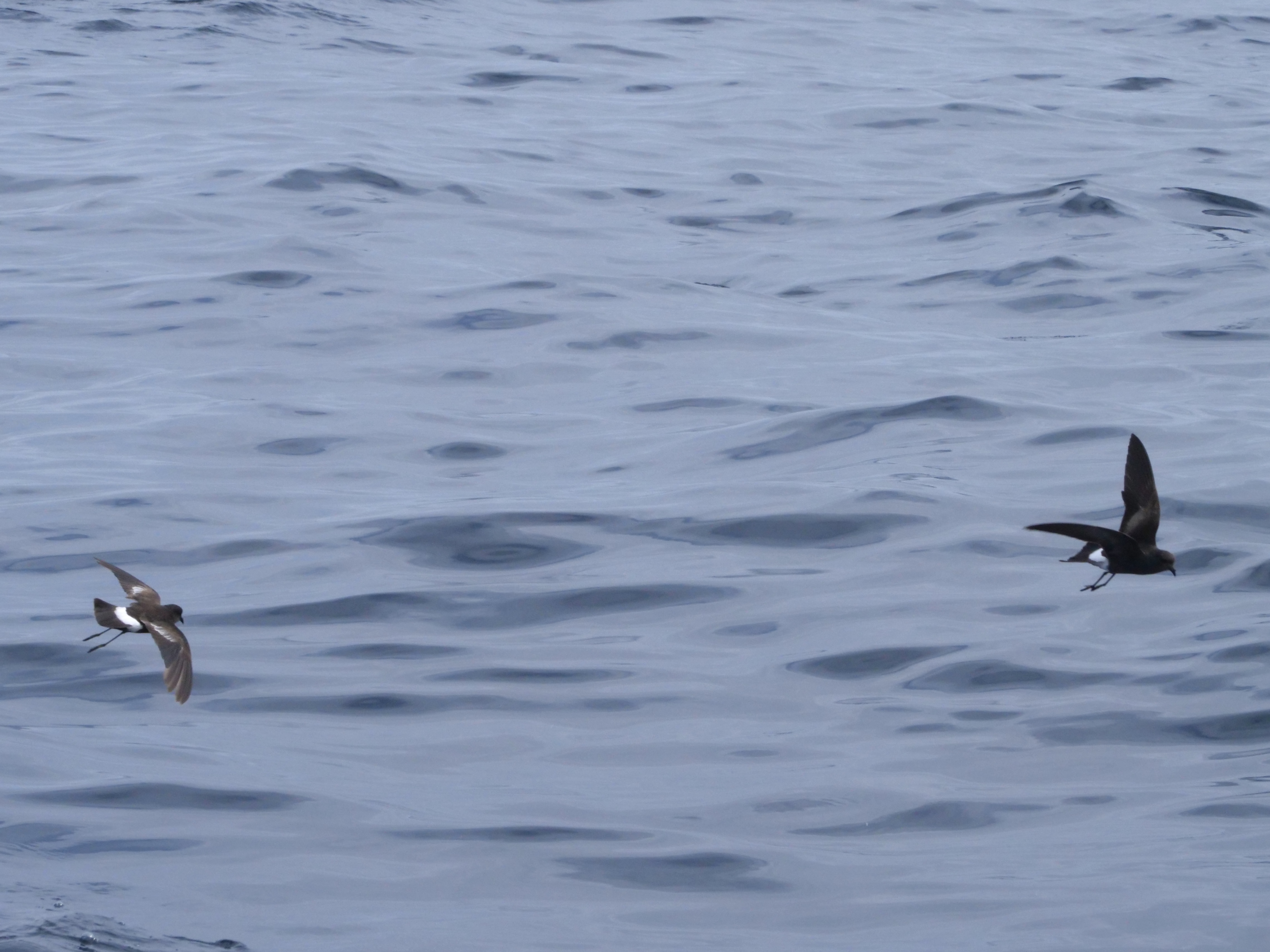 wilpe_13_pelagic_13082025_pmw.jpeg