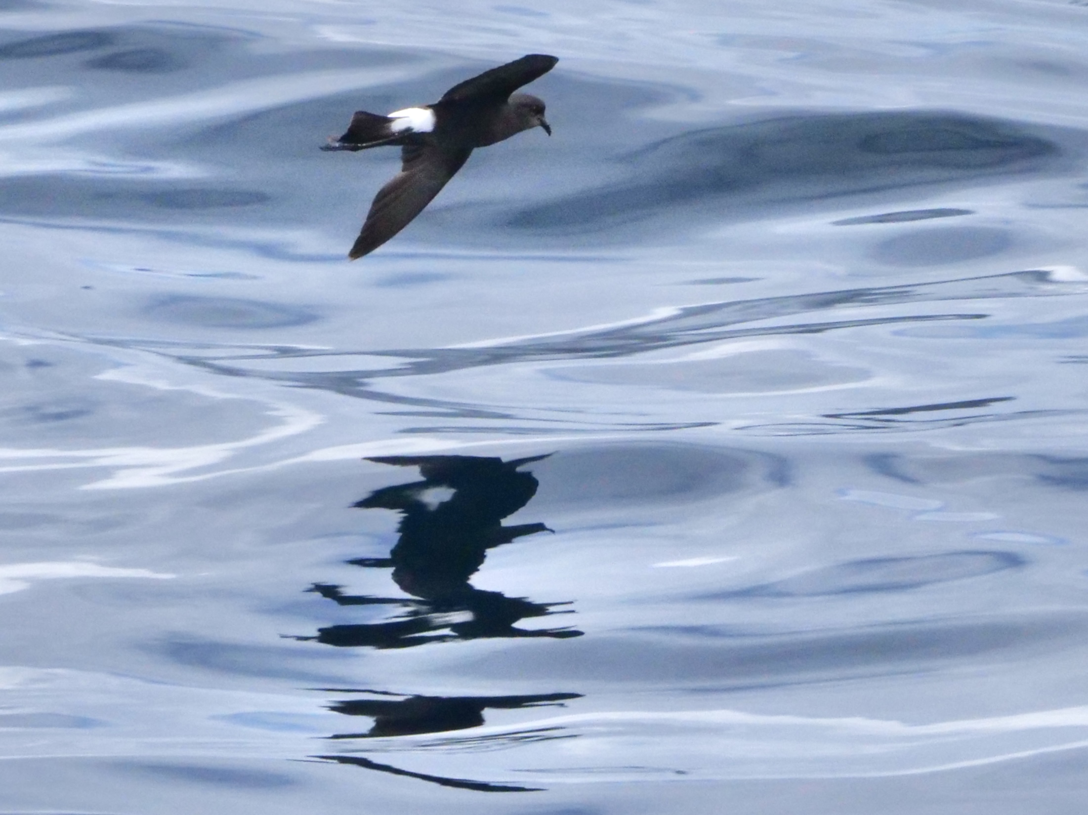 wilpe_14_pelagic_13082025_pmw.jpeg