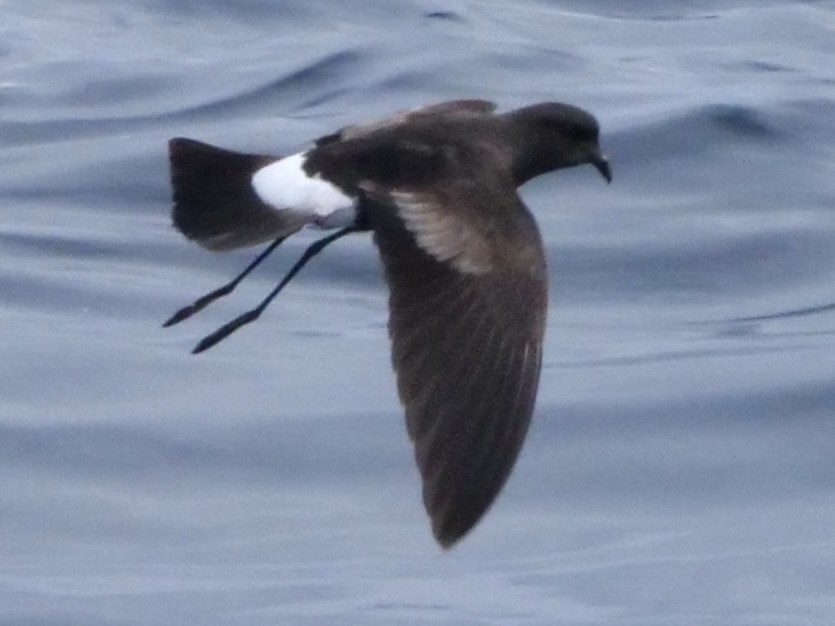 wilpe_1_pelagic_13082025_pmw.jpeg
