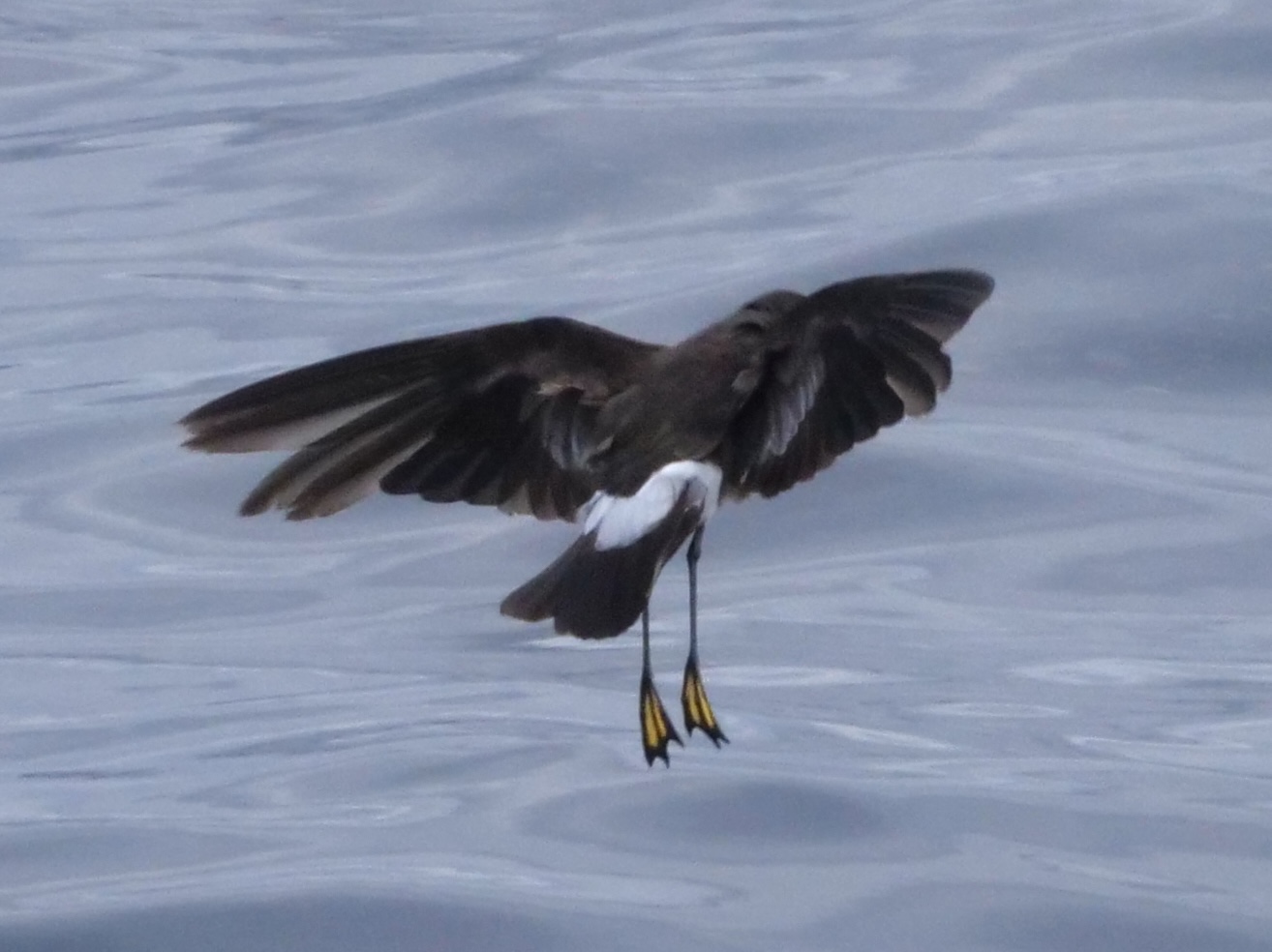 wilpe_2_pelagic_13082025_pmw.jpeg