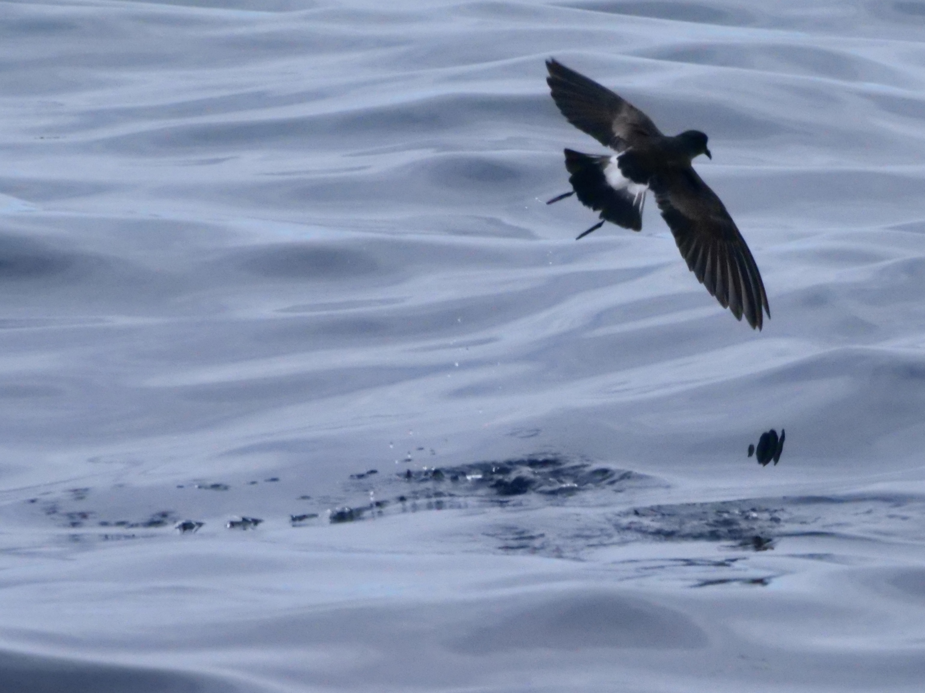 wilpe_3_pelagic_13082025_pmw.jpeg