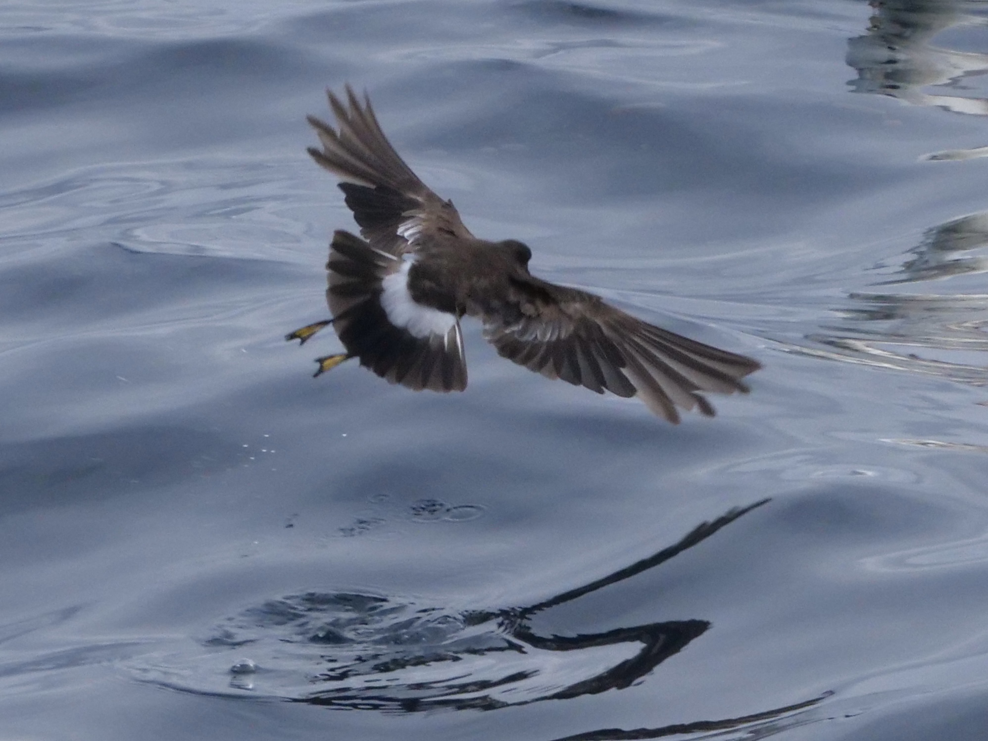 wilpe_4_pelagic_13082025_pmw.jpeg
