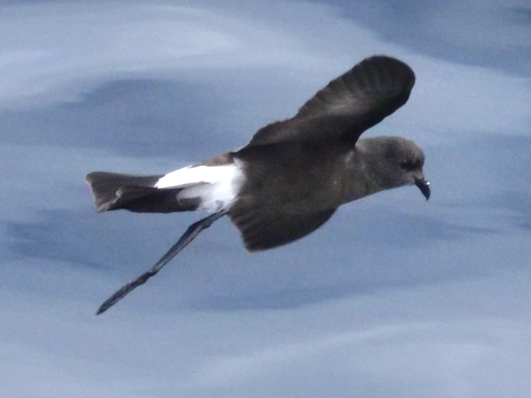 wilpe_5_pelagic_13082025_pmw.jpeg