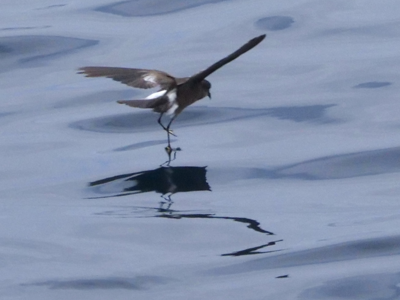 wilpe_6_pelagic_13082025_pmw.jpeg