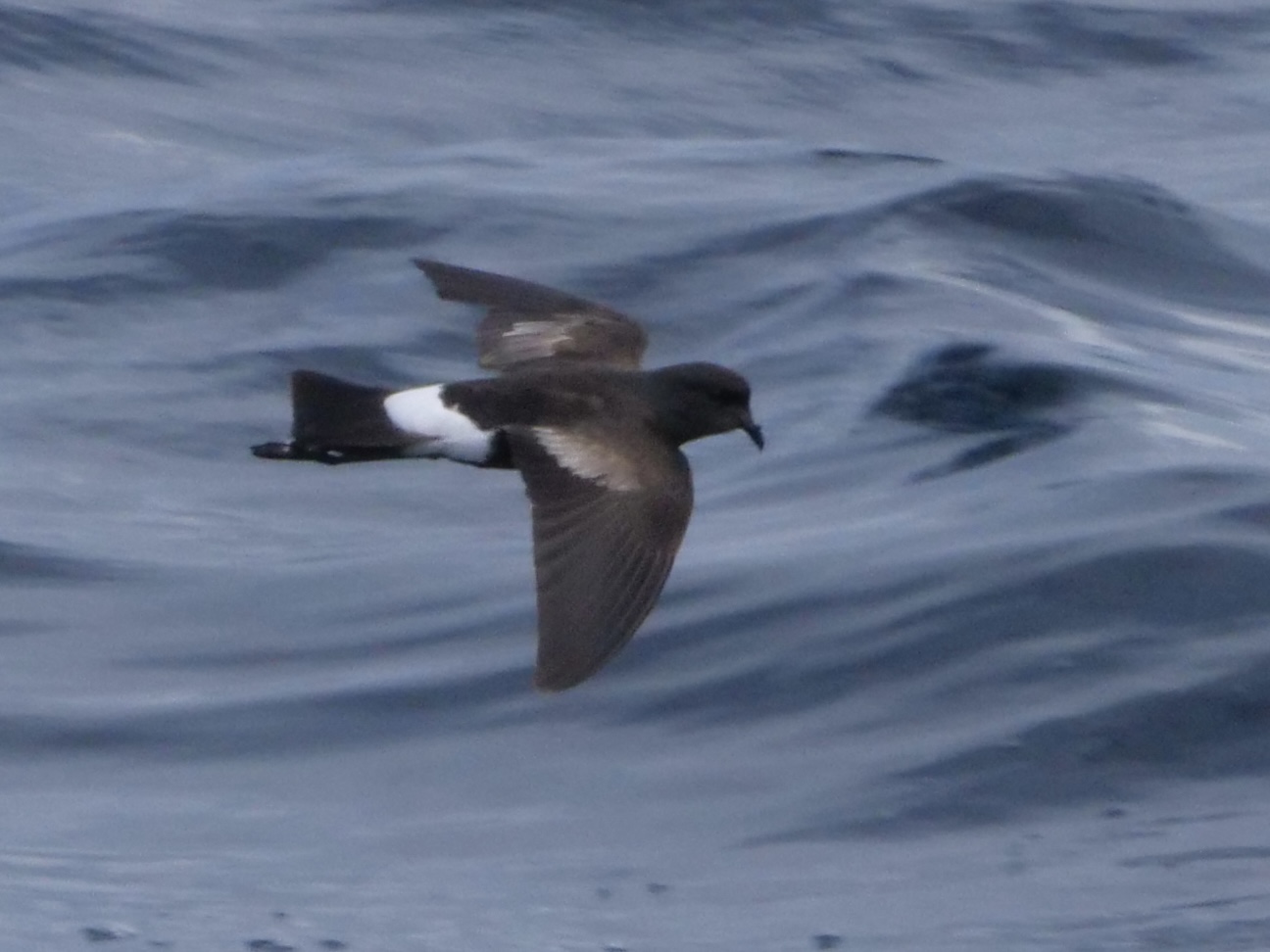 wilpe_7_pelagic_13082025_pmw.jpeg