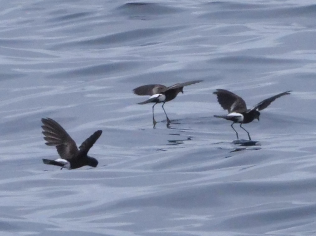 wilpe_9_pelagic_13082025_pmw.jpeg
