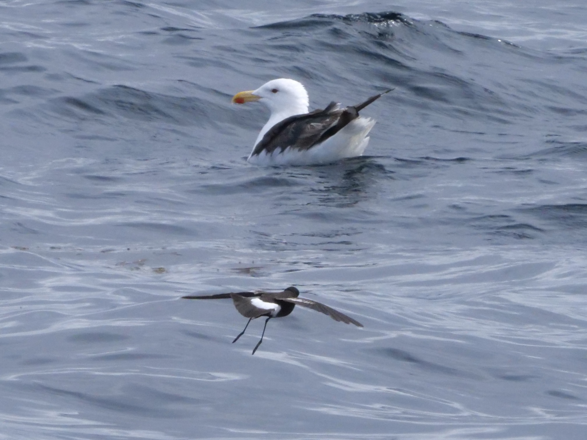 wilpe_gbbgu_8_pelagic_13082025_pmw.jpeg