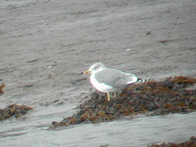 ylgull_dungarvan_5_22sep2004.jpg
